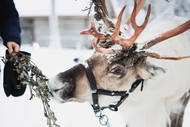 לפלנד הכפר של סנטה קלאוס - מדריך למטיילים credit to getyourguide.com