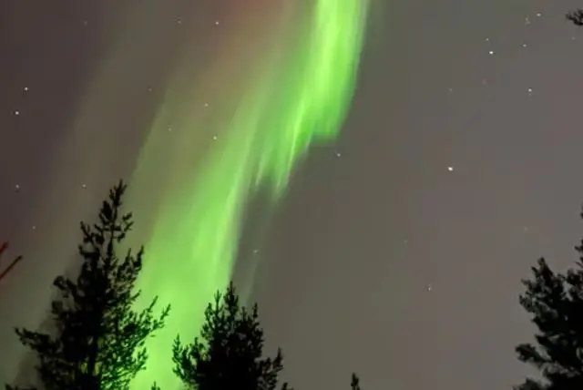 היער המיסטי של לפלנד (Mystical Lapland Forest) credit to getyourguide.com