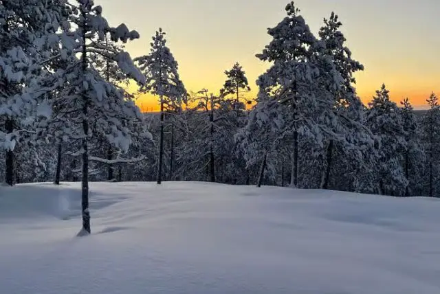 היער המיסטי של לפלנד (Mystical Lapland Forest) credit to getyourguide.com