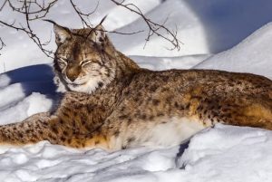 מה ההבדל בין ביקור קיץ לביקור חורף ב-Ranua Zoo credit to getyourguide.com