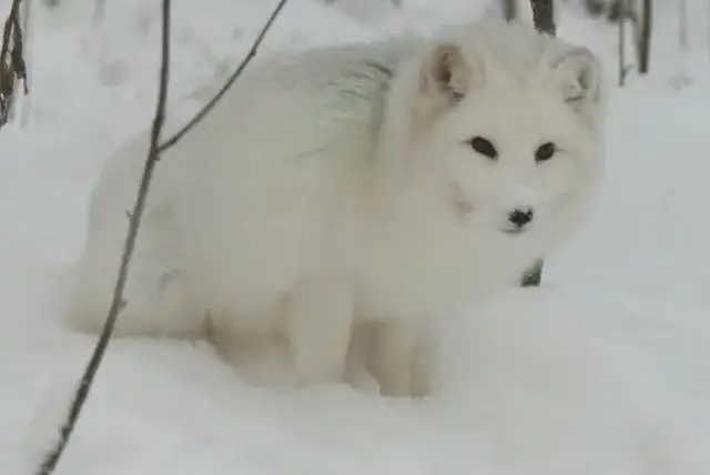 מה ההבדל בין ביקור קיץ לביקור חורף ב-Ranua Zoo credit to getyourguide.com