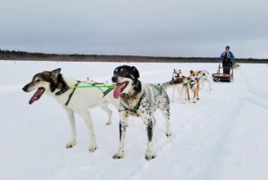 נסיעה במזחלת כלבי האסקי באיזור קמי credit to getyourguide.com