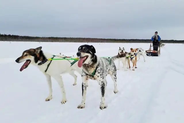נסיעה במזחלת כלבי האסקי באיזור קמי credit to getyourguide.com