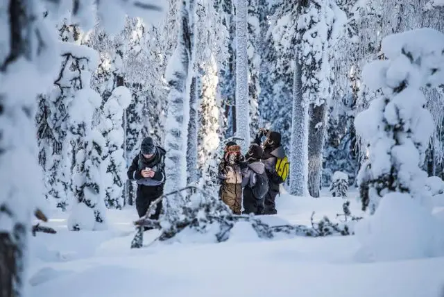 היער והטבע הנורדי בלפלנד credit to getyourguide.com