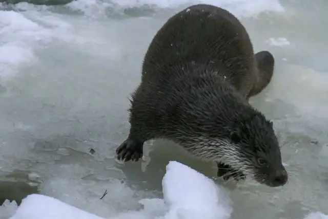 גן חיות ראנואה (Ranua Zoo) בלפלנד שירותי הסעות לפארק כולל כרטיסים credit to getyourguide.com