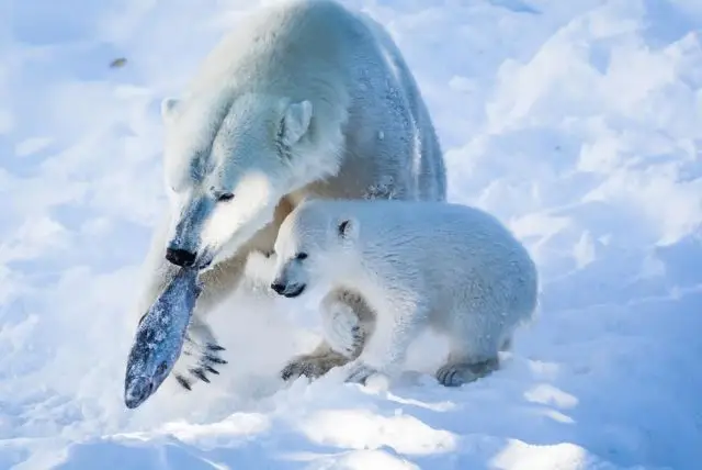 גן חיות ראנואה (Ranua Zoo) בלפלנד שירותי הסעות לפארק כולל כרטיסים credit to getyourguide.com
