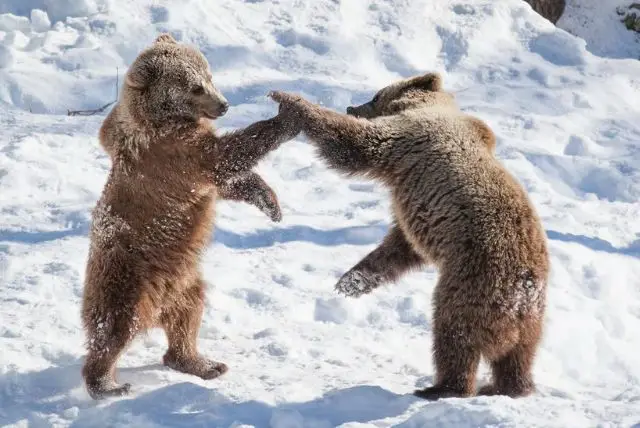 גן חיות ראנואה (Ranua Zoo) בלפלנד שירותי הסעות לפארק כולל כרטיסים credit to getyourguide.com