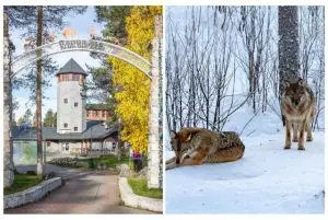 גן חיות ראנואה (Ranua Zoo) בלפלנד שירותי הסעות לפארק כולל כרטיסים credit to getyourguide.com