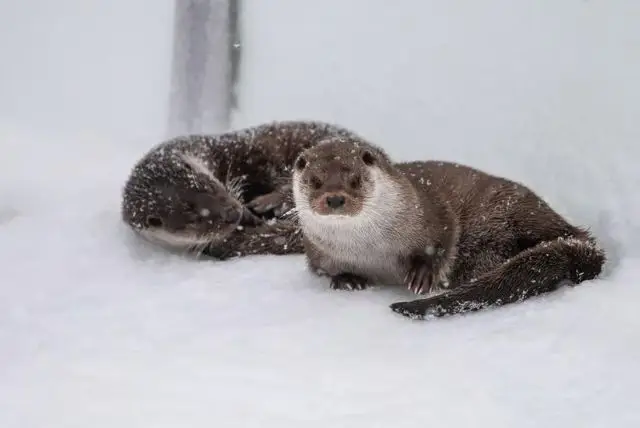 האם בלפלנד Ranua Wildlife Park זהו גם Ranua Zoo או שהם 2 מקומות שונים? credit to getyourguide.com