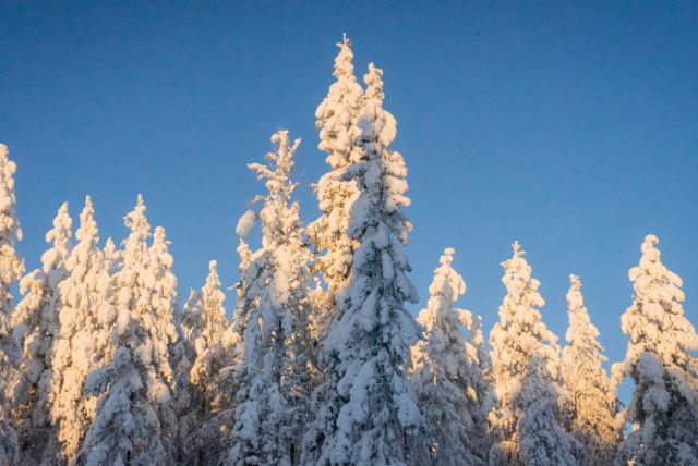 לפלנד שעות אור