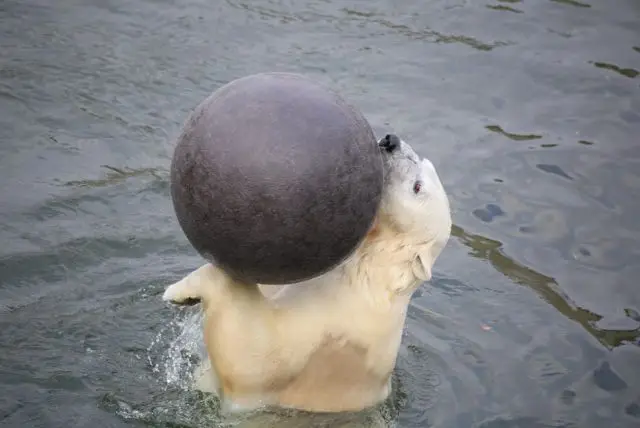 האם בלפלנד Ranua Wildlife Park זהו גם Ranua Zoo או שהם 2 מקומות שונים? credit to getyourguide.com