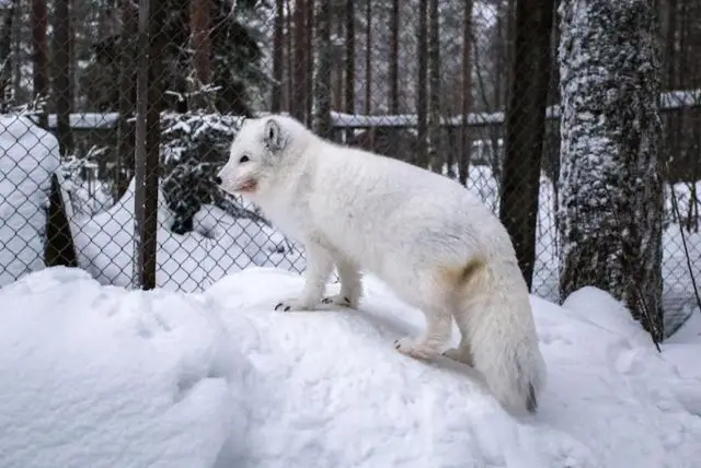 האם בלפלנד Ranua Wildlife Park זהו גם Ranua Zoo או שהם 2 מקומות שונים? credit to getyourguide.com
