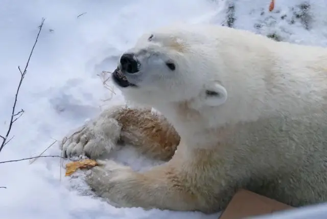האם בלפלנד Ranua Wildlife Park זהו גם Ranua Zoo או שהם 2 מקומות שונים? credit to getyourguide.com