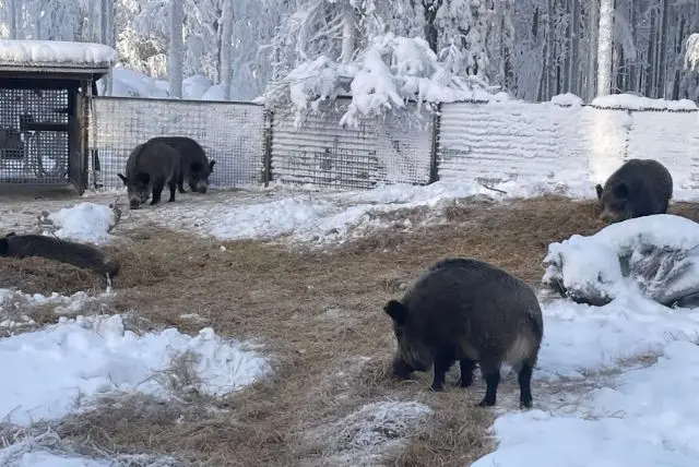 האם בלפלנד Ranua Wildlife Park זהו גם Ranua Zoo או שהם 2 מקומות שונים? credit to getyourguide.com