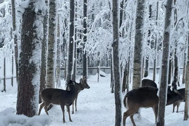 האם בלפלנד Ranua Wildlife Park זהו גם Ranua Zoo או שהם 2 מקומות שונים? credit to getyourguide.com
