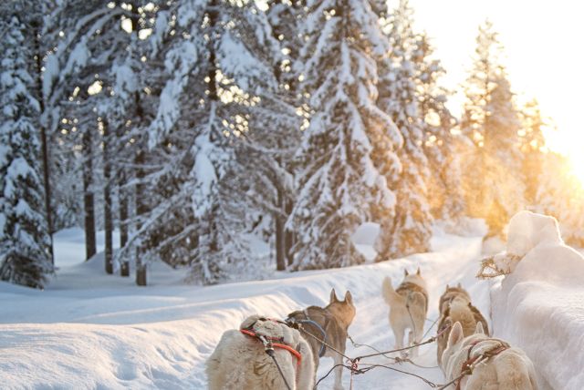 לפלנד שעות אור