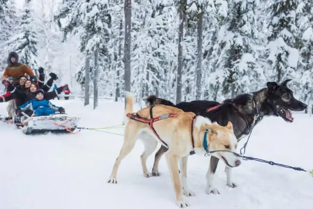 סיור בחוות איילים מקומית ברובניימי credit to getyourguide.com