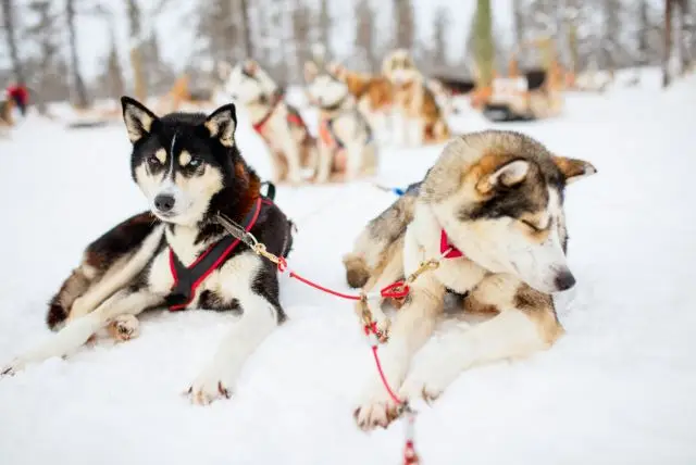 לפלנד חיות ובעלי חיים שתפגשו בטיול