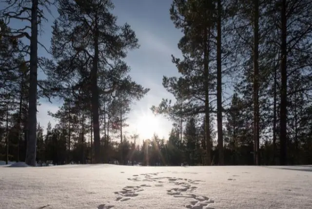 פארק אורהו קקונן (Urho Kekkonen) בלפלנד