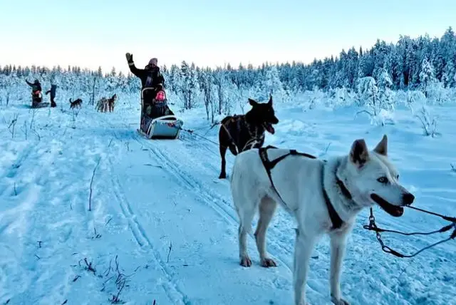 ספארי שלג לפלנד credit to getyourguide.com