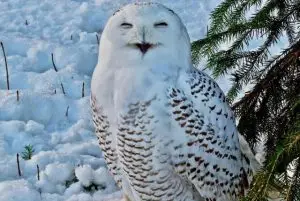 גן חיות ראנואה בלפלנד כרטיסים (Ranua Zoo) credit to getyourguide.com