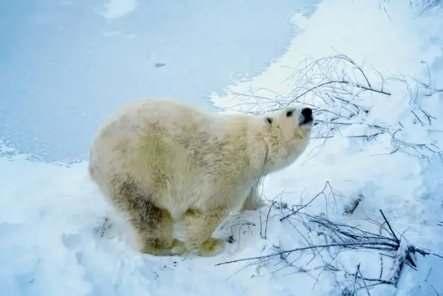 גן חיות ראנואה בלפלנד כרטיסים (Ranua Zoo) credit to getyourguide.com