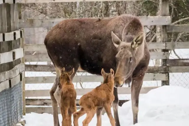 גן חיות ראנואה בלפלנד כרטיסים (Ranua Zoo) credit to getyourguide.com
