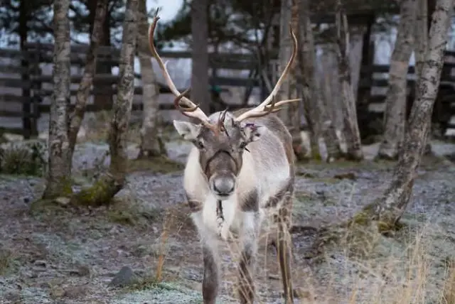 מלון הקרח (Icehotel) בלפלנד השוודית credit to getyourguide.com