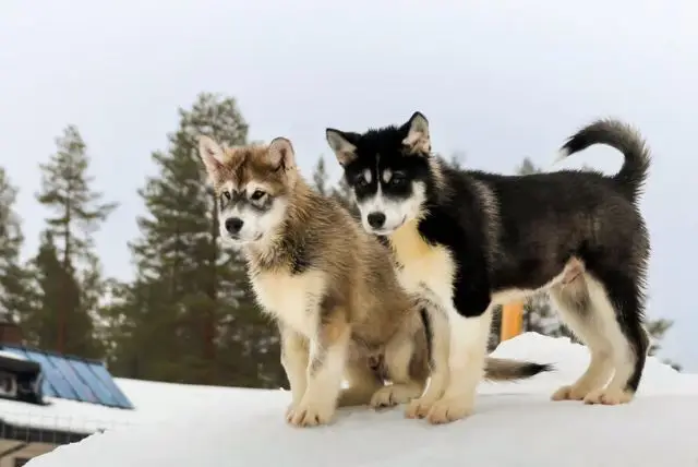 נסיעה במזחלת כלבי האסקי באיזור רובניימי בלפלנד credit to getyourguide.com