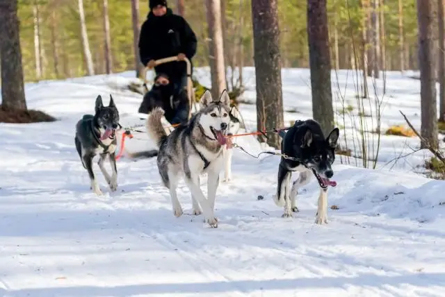נסיעה במזחלת כלבי האסקי באיזור רובניימי בלפלנד credit to getyourguide.com