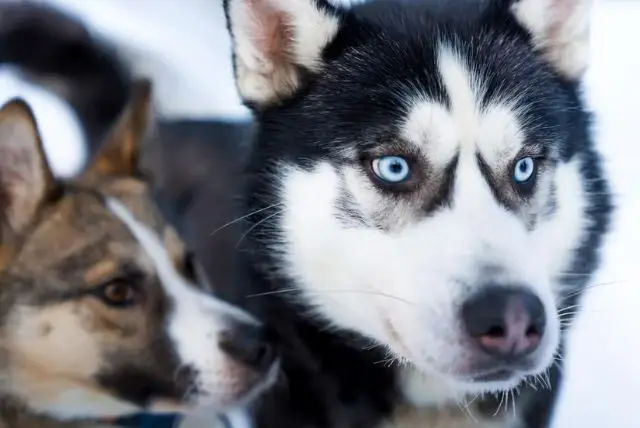 נסיעה במזחלת כלבי האסקי באיזור רובניימי בלפלנד credit to getyourguide.com