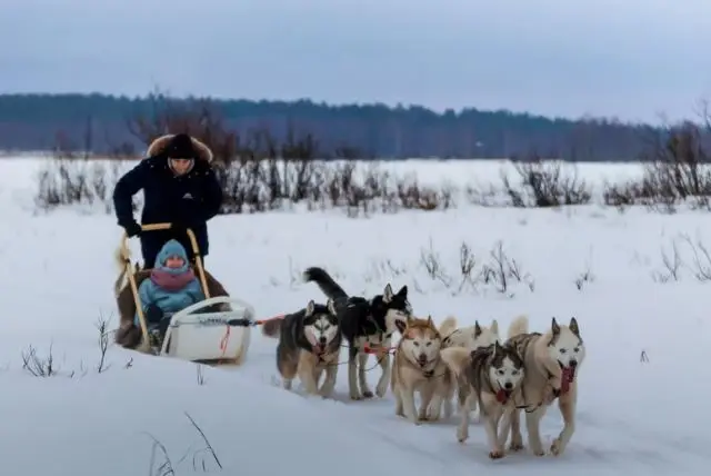 נסיעה במזחלת כלבי האסקי באיזור רובניימי בלפלנד credit to getyourguide.com