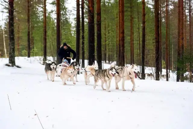 נסיעה במזחלת כלבי האסקי באיזור רובניימי בלפלנד credit to getyourguide.com