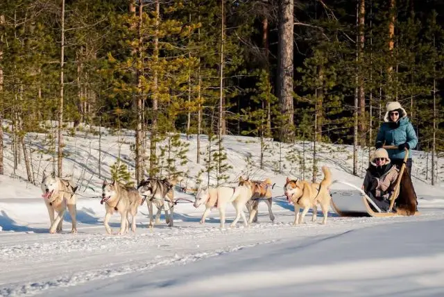 נסיעה במזחלת כלבי האסקי באיזור רובניימי בלפלנד credit to getyourguide.com
