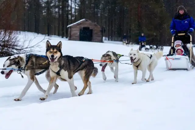נסיעה במזחלת כלבי האסקי באיזור רובניימי בלפלנד credit to getyourguide.com