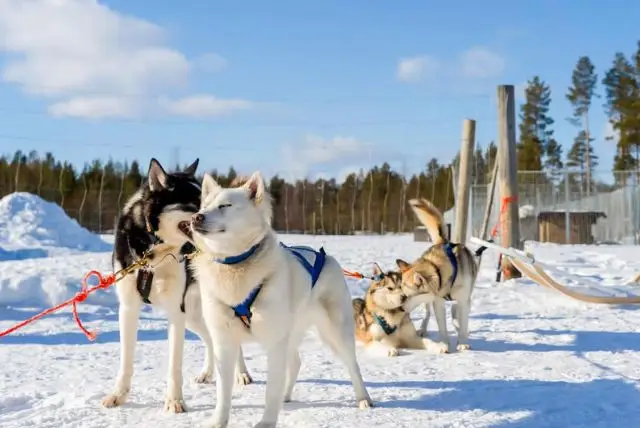נסיעה במזחלת כלבי האסקי באיזור רובניימי בלפלנד credit to getyourguide.com