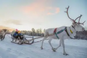 איילי אפוקה בלפלנד (Apukka Reindeer) credit to getyourguide.com