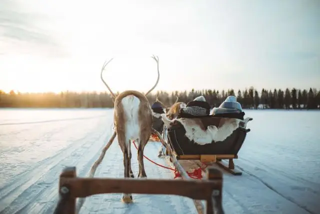 איילי אפוקה בלפלנד (Apukka Reindeer) credit to getyourguide.com
