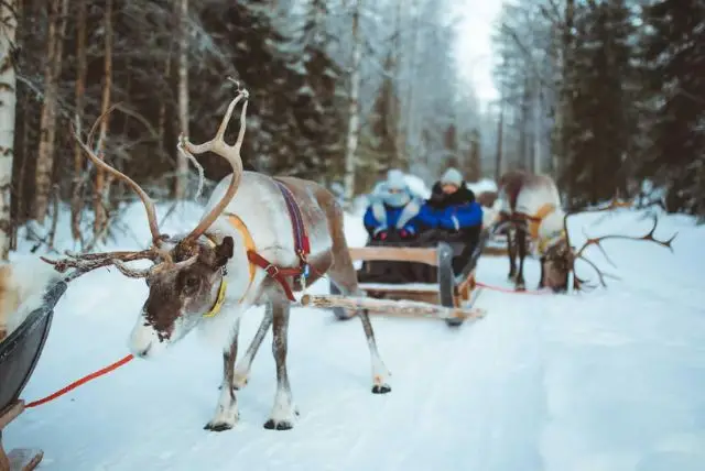 איילי אפוקה בלפלנד (Apukka Reindeer) credit to getyourguide.com
