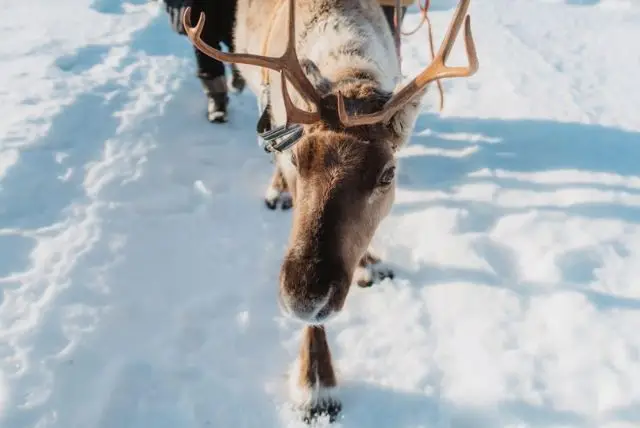 איילי אפוקה בלפלנד (Apukka Reindeer) credit to getyourguide.com