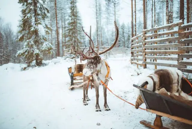 איילי אפוקה בלפלנד (Apukka Reindeer) credit to getyourguide.com