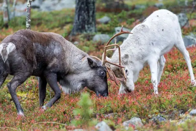 איילי אפוקה בלפלנד (Apukka Reindeer) credit to getyourguide.com