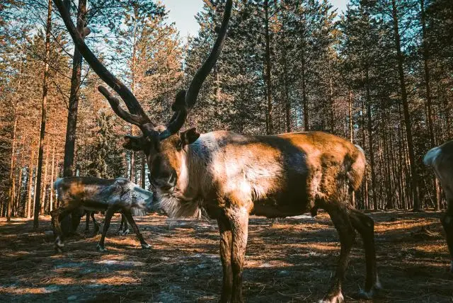 איילי אפוקה בלפלנד (Apukka Reindeer) credit to getyourguide.com