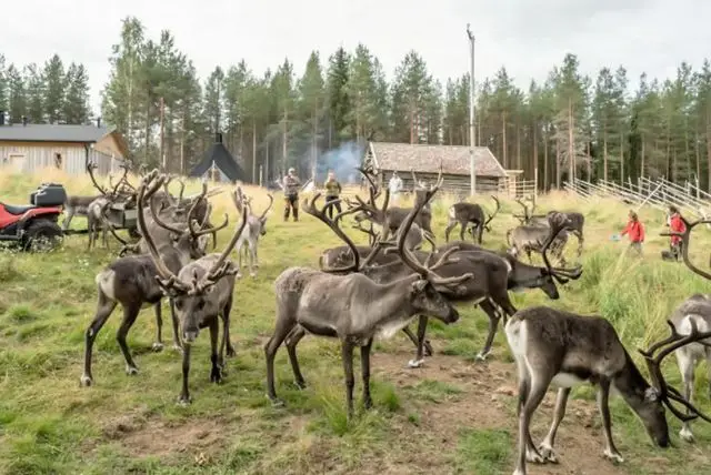 איילי אפוקה בלפלנד (Apukka Reindeer) credit to getyourguide.com