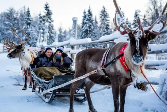 נסיעה במזחלת איילים בלפלנד credit to getyourguide.com