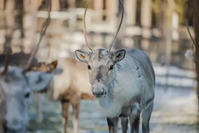 נסיעה במזחלת איילים בלפלנד credit to getyourguide.com
