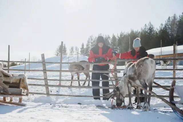 נסיעה במזחלת איילים בלפלנד credit to getyourguide.com