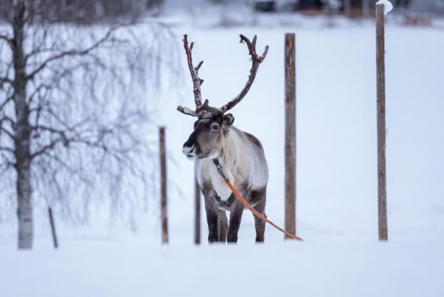 נסיעה במזחלת איילים בלפלנד credit to getyourguide.com