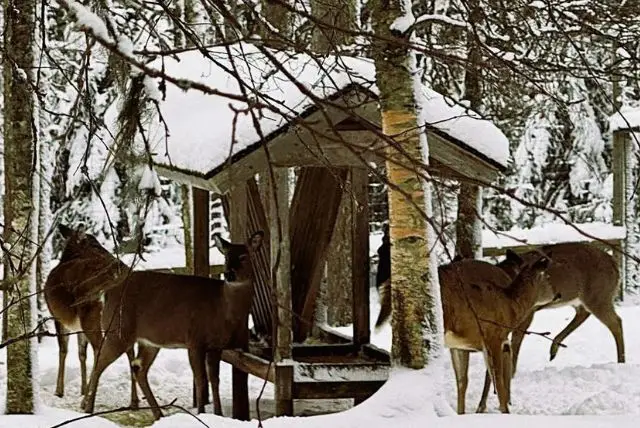 האם רואים דובי קוטב בגן חיות ראנואה? credit to getyourguide.com