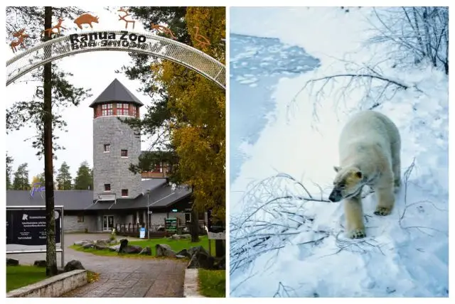 מה הסיכוי לראות דובי קוטב פעילים בלפלנד - איפה, איך ומתי? credit to getyourguide.com